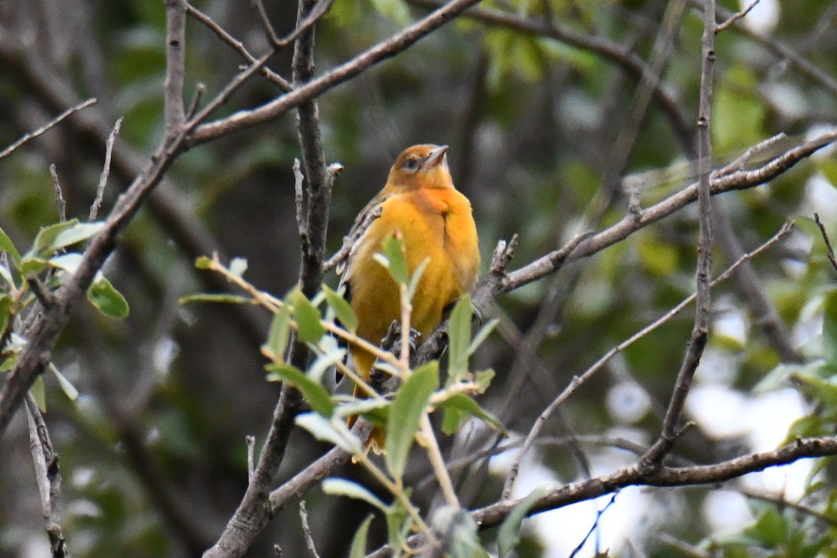 Baltimore Oriole - ML641047445