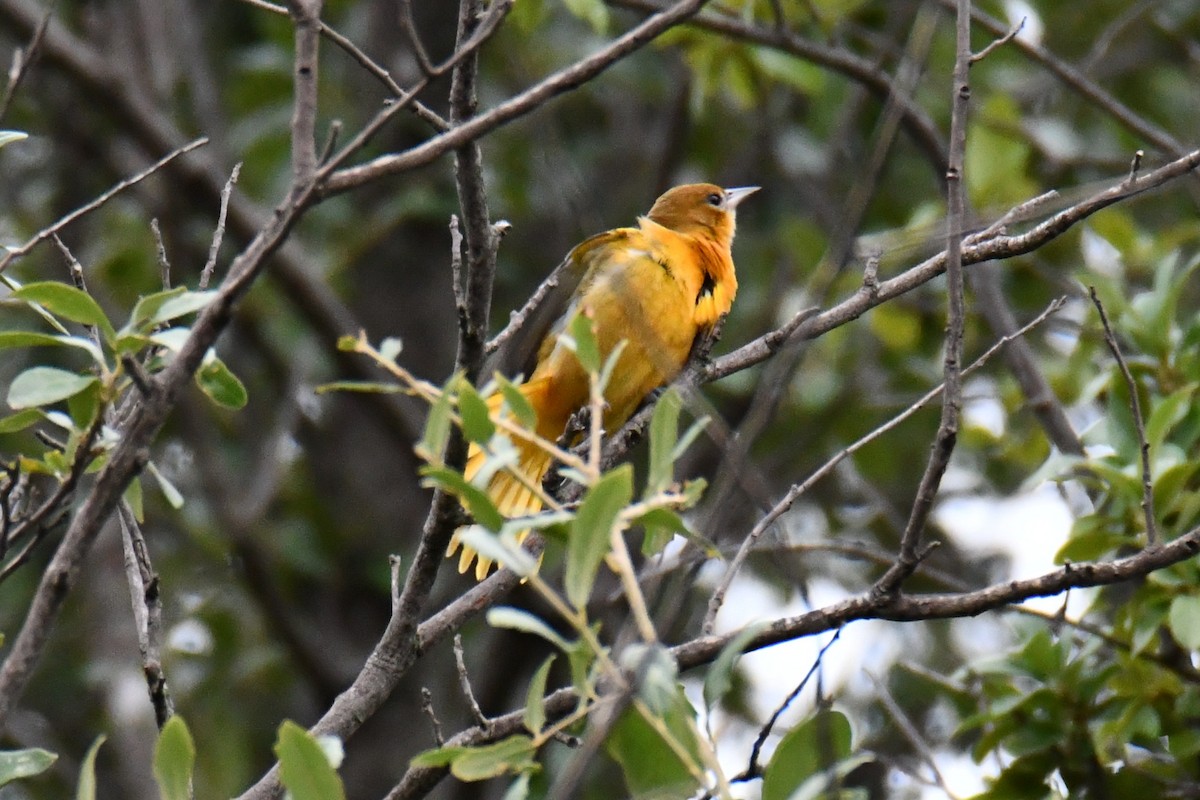 Baltimore Oriole - ML641047446