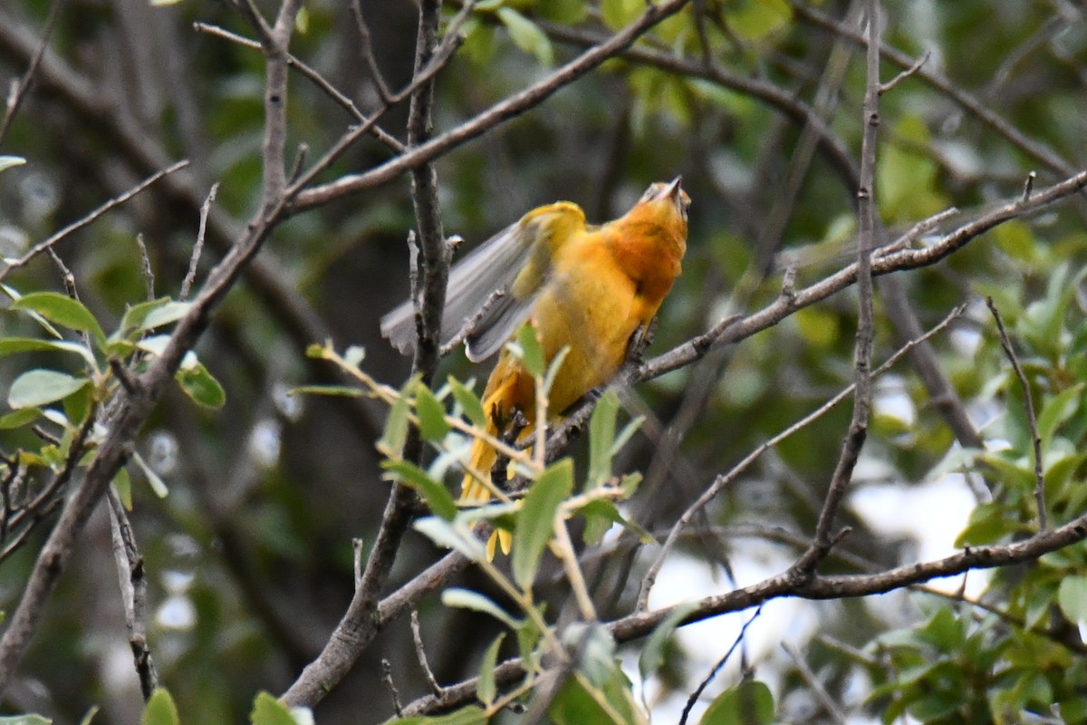 Baltimore Oriole - ML641047447