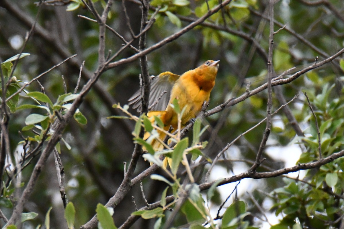 Baltimore Oriole - ML641047448