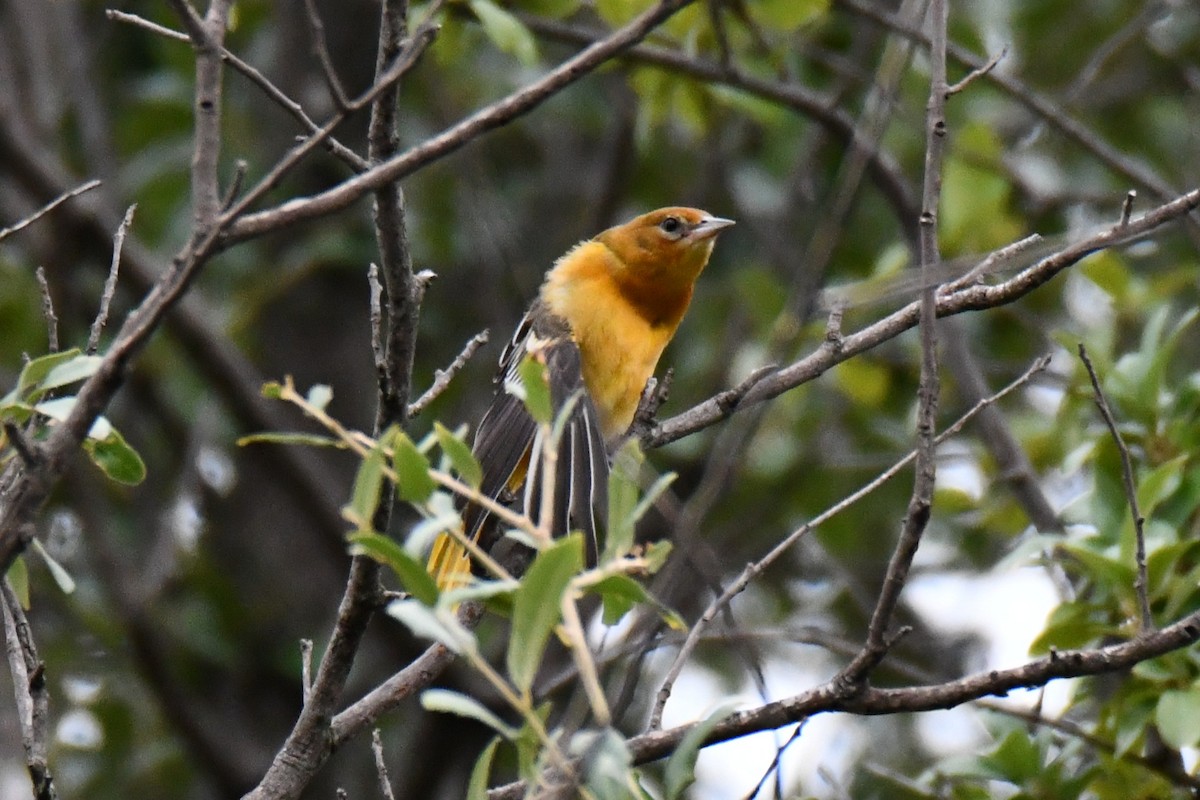 Baltimore Oriole - ML641047449