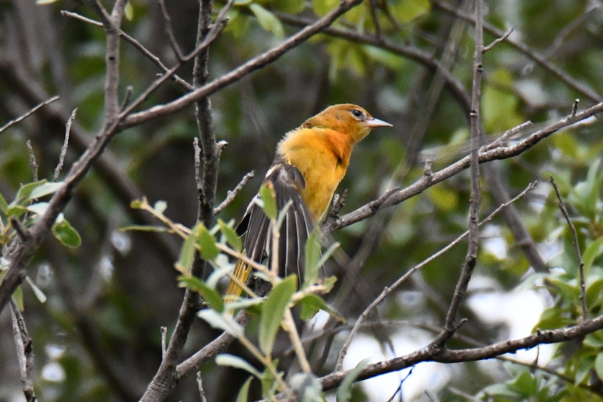 Baltimore Oriole - ML641047450