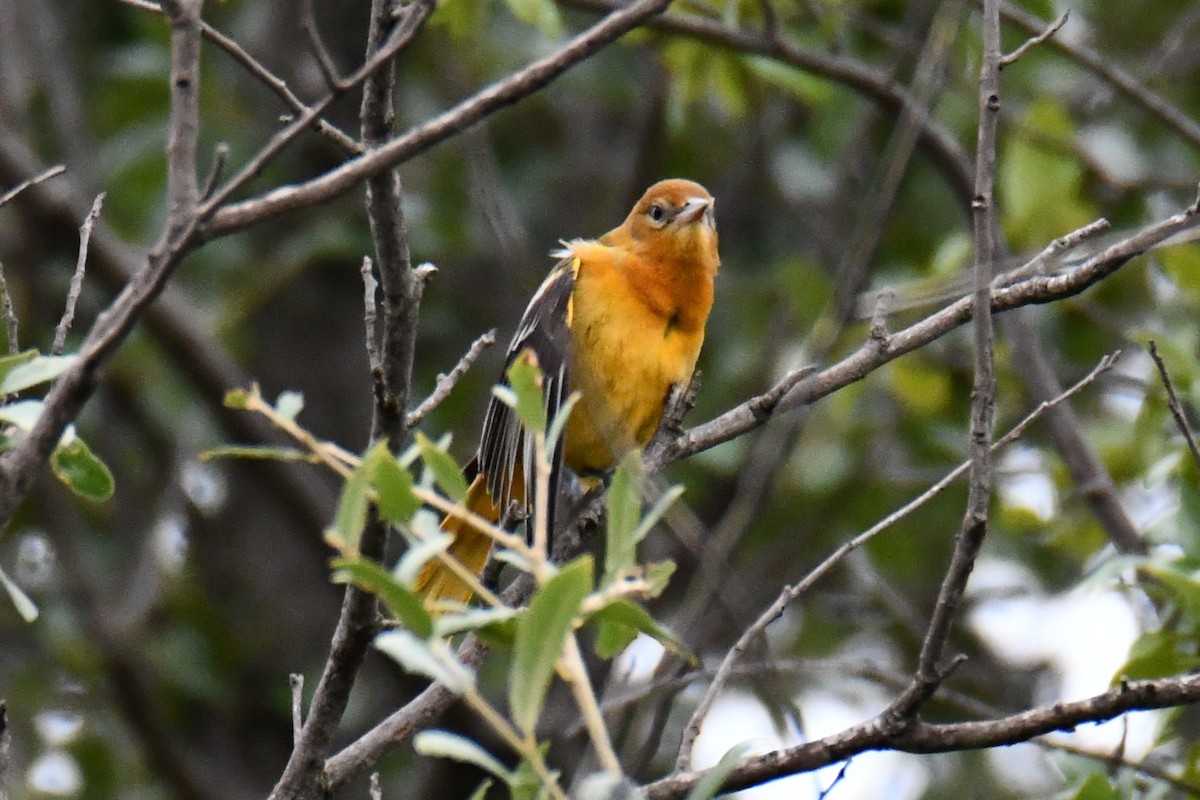 Baltimore Oriole - ML641047451