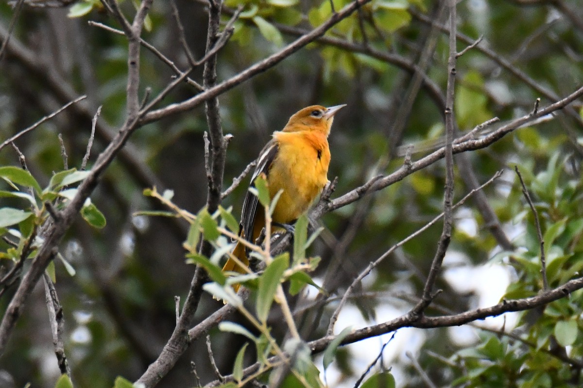 Baltimore Oriole - ML641047452