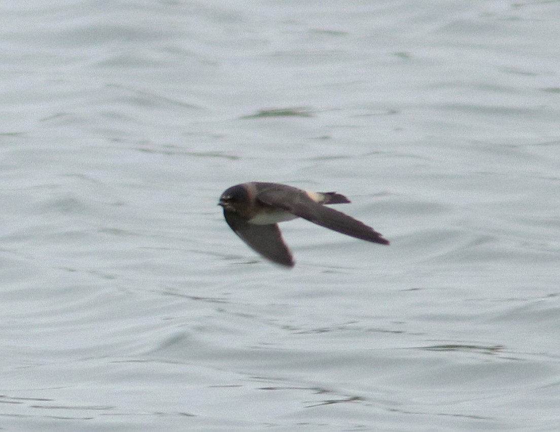 Cliff Swallow - ML641047454
