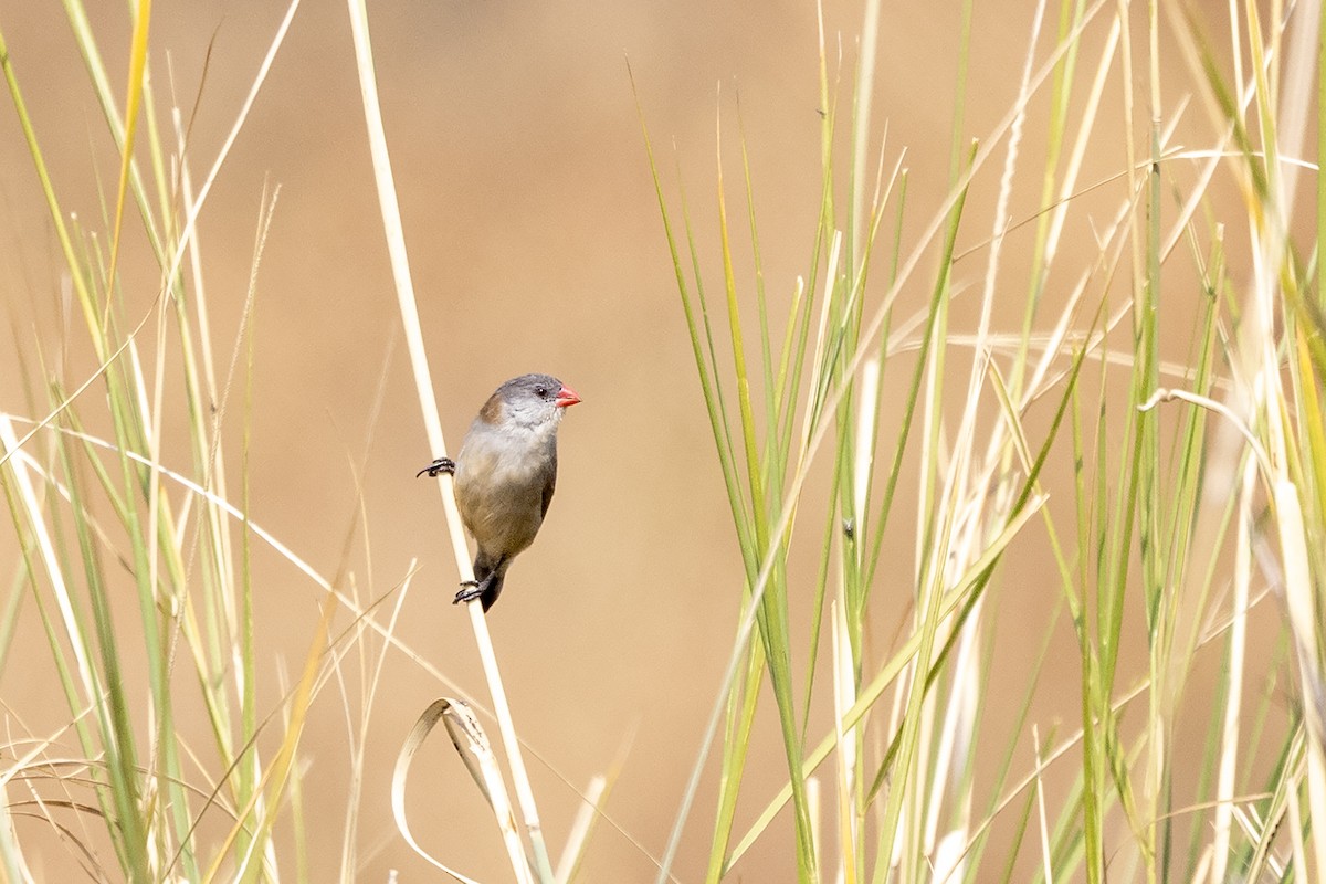 Fawn-breasted Waxbill (benguellensis) - ML641047481