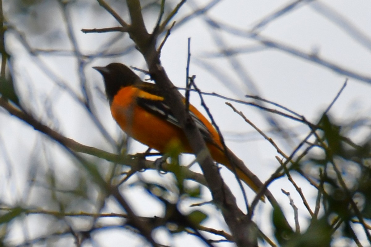 Baltimore Oriole - ML641047494