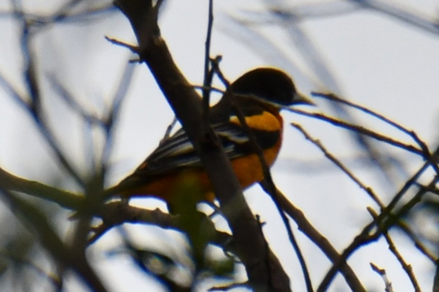 Baltimore Oriole - ML641047495