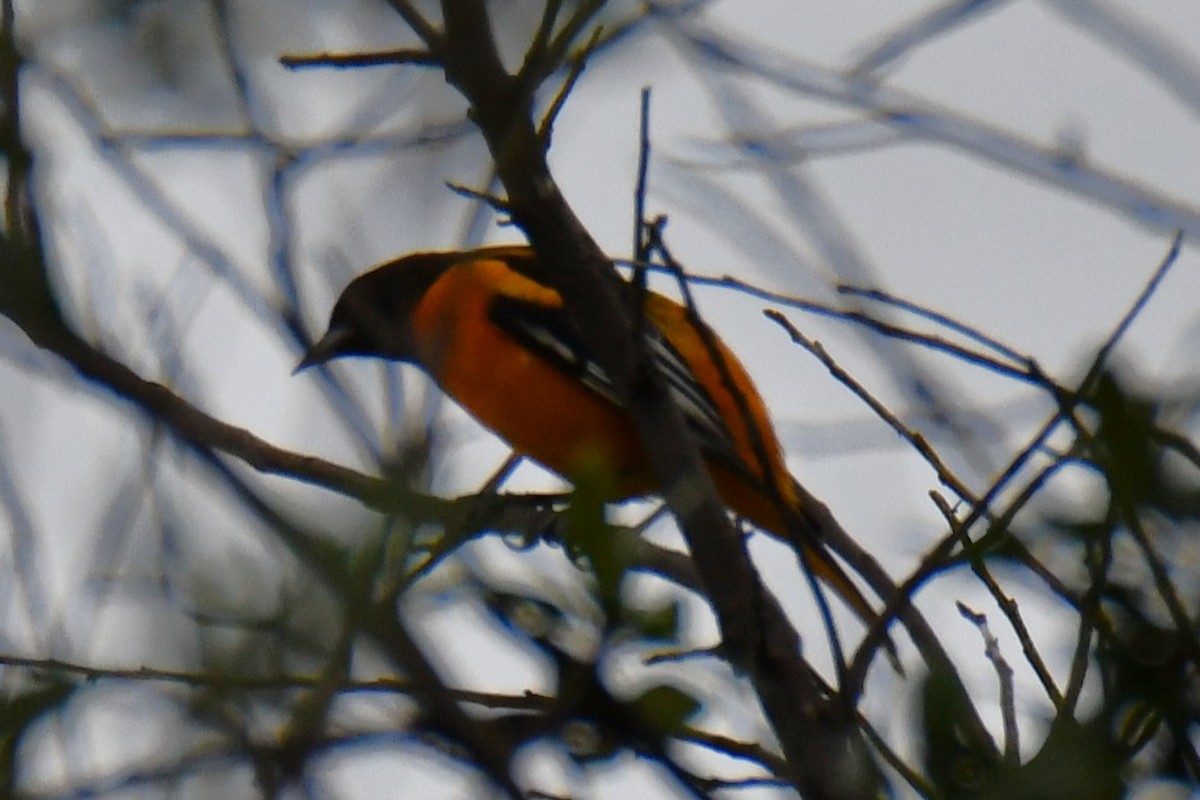 Baltimore Oriole - ML641047496
