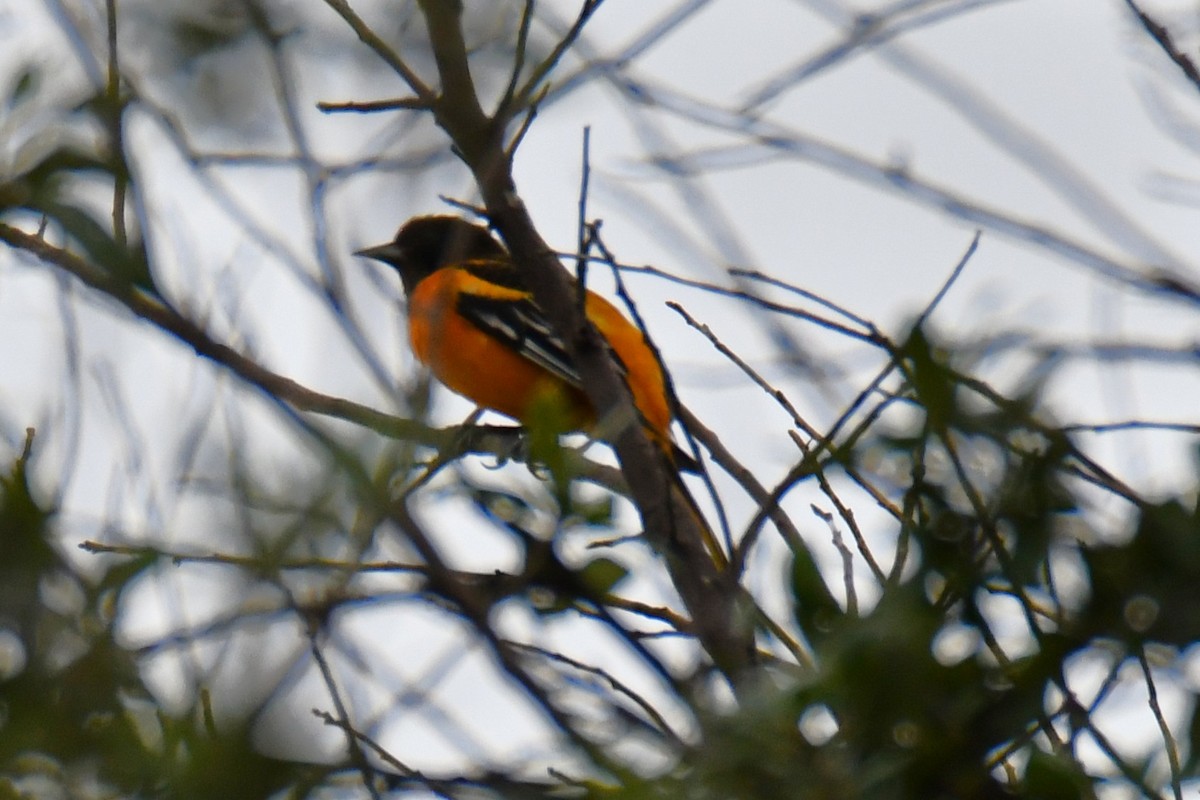 Baltimore Oriole - ML641047497