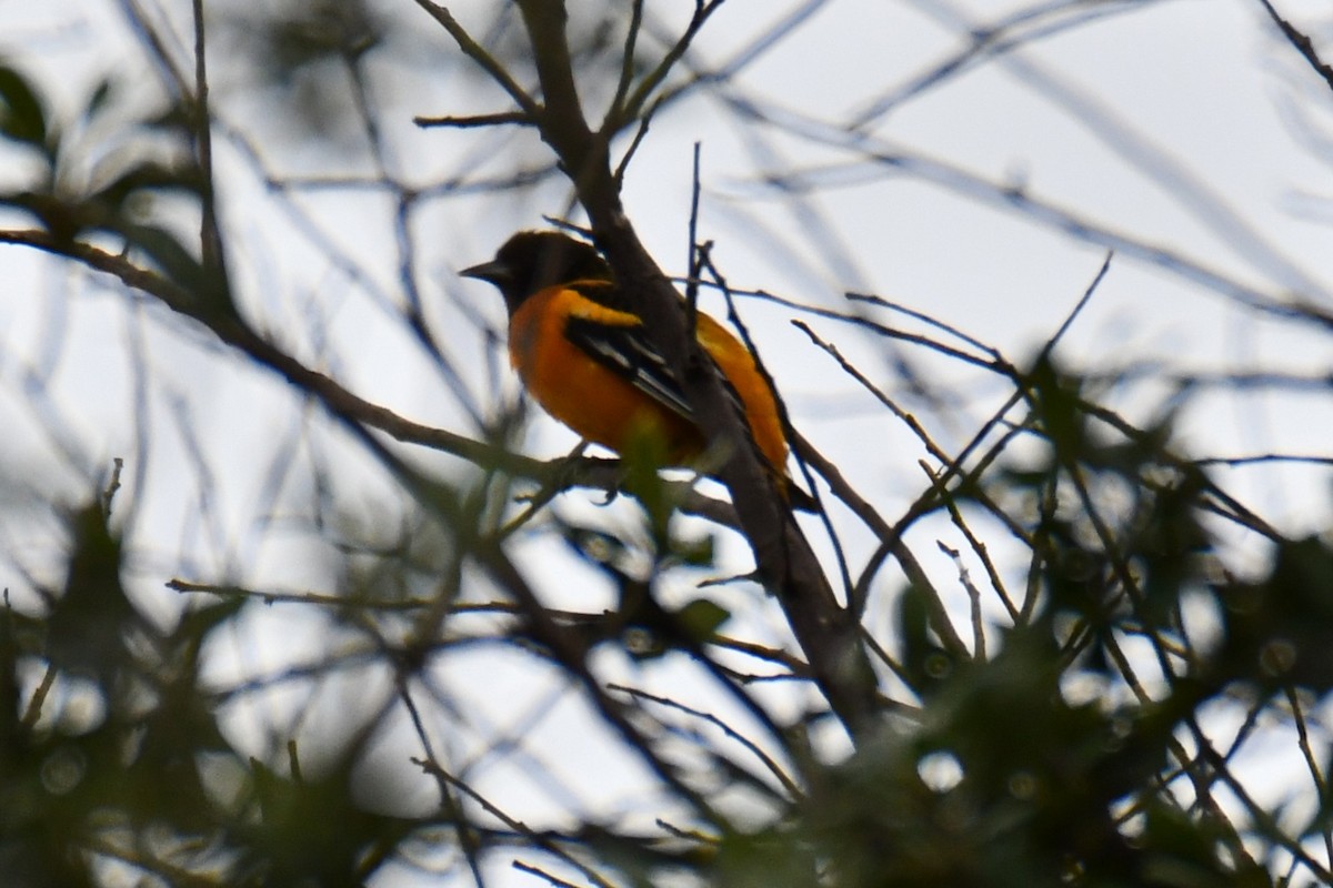 Baltimore Oriole - ML641047498