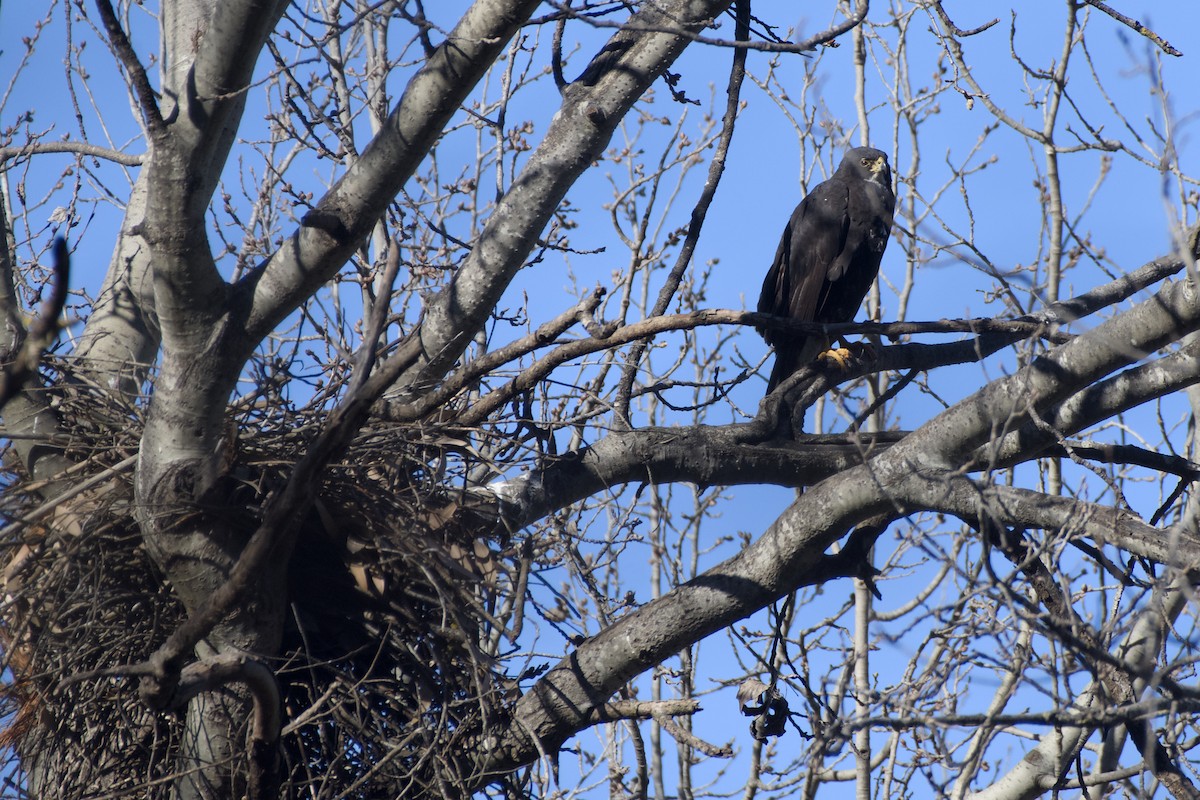Black Goshawk - ML641047499