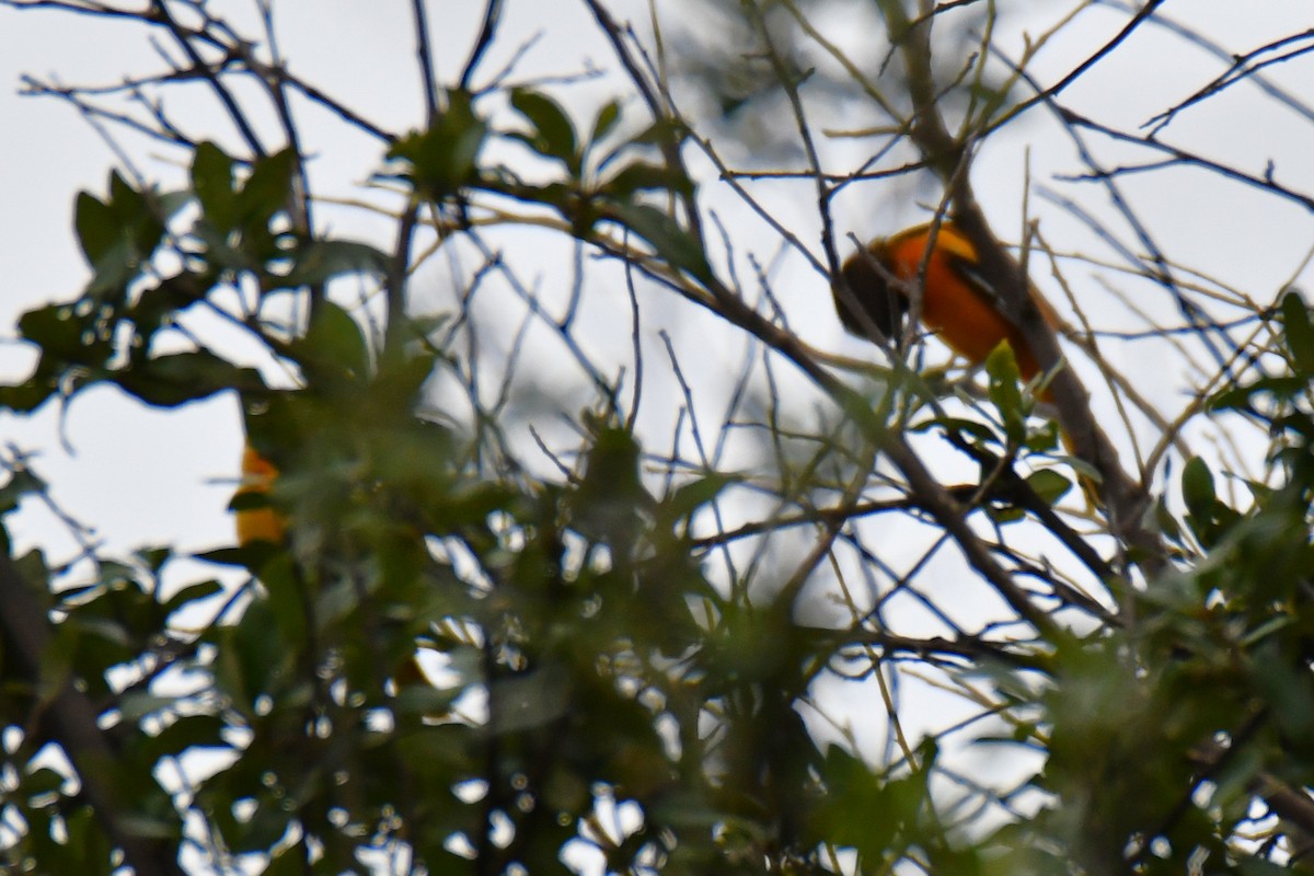 Baltimore Oriole - ML641047508