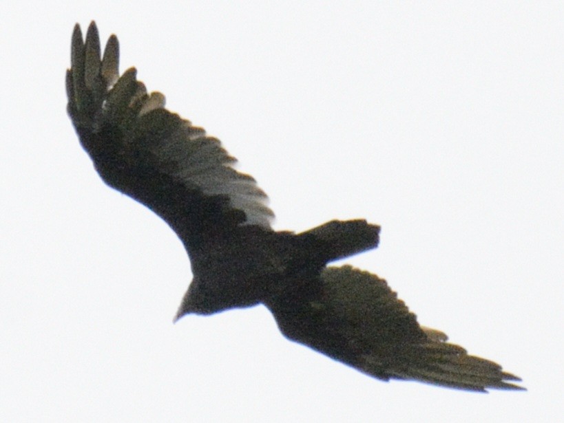 Turkey Vulture - ML641047532