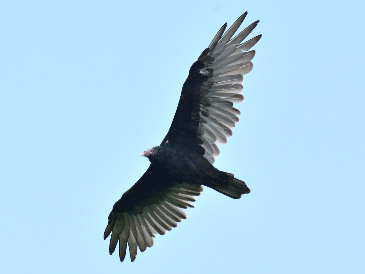 Turkey Vulture - ML641047533