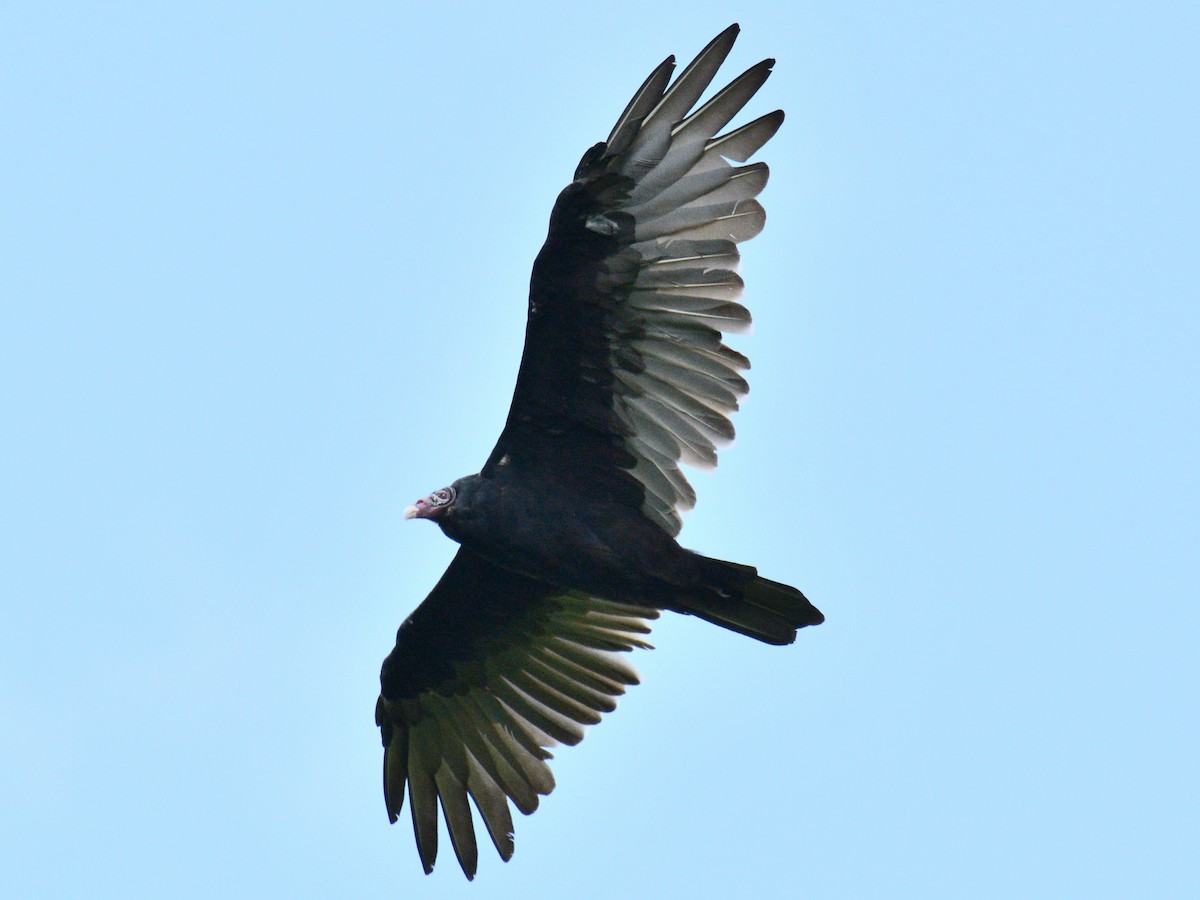 Turkey Vulture - ML641047534