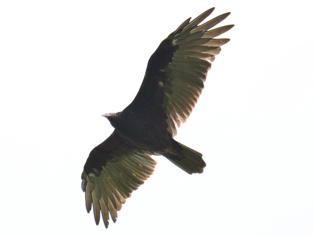 Turkey Vulture - ML641047535