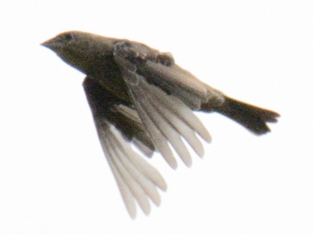 Brown-headed Cowbird - ML641047562
