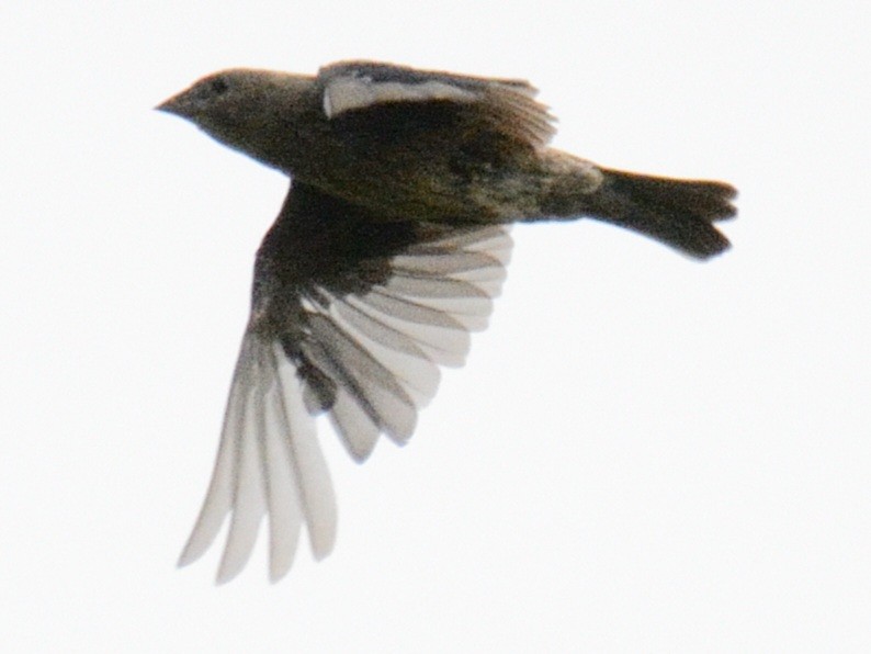 Brown-headed Cowbird - ML641047563