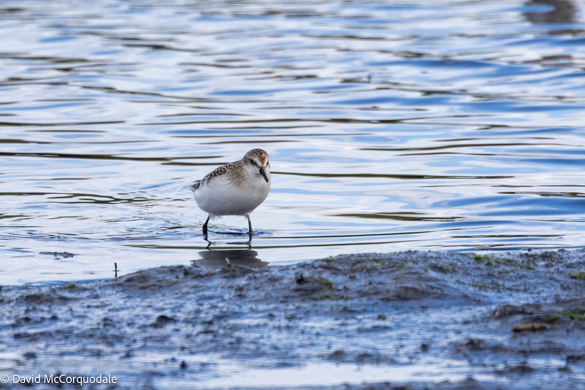 Semipalmated Sandpiper - ML641047567