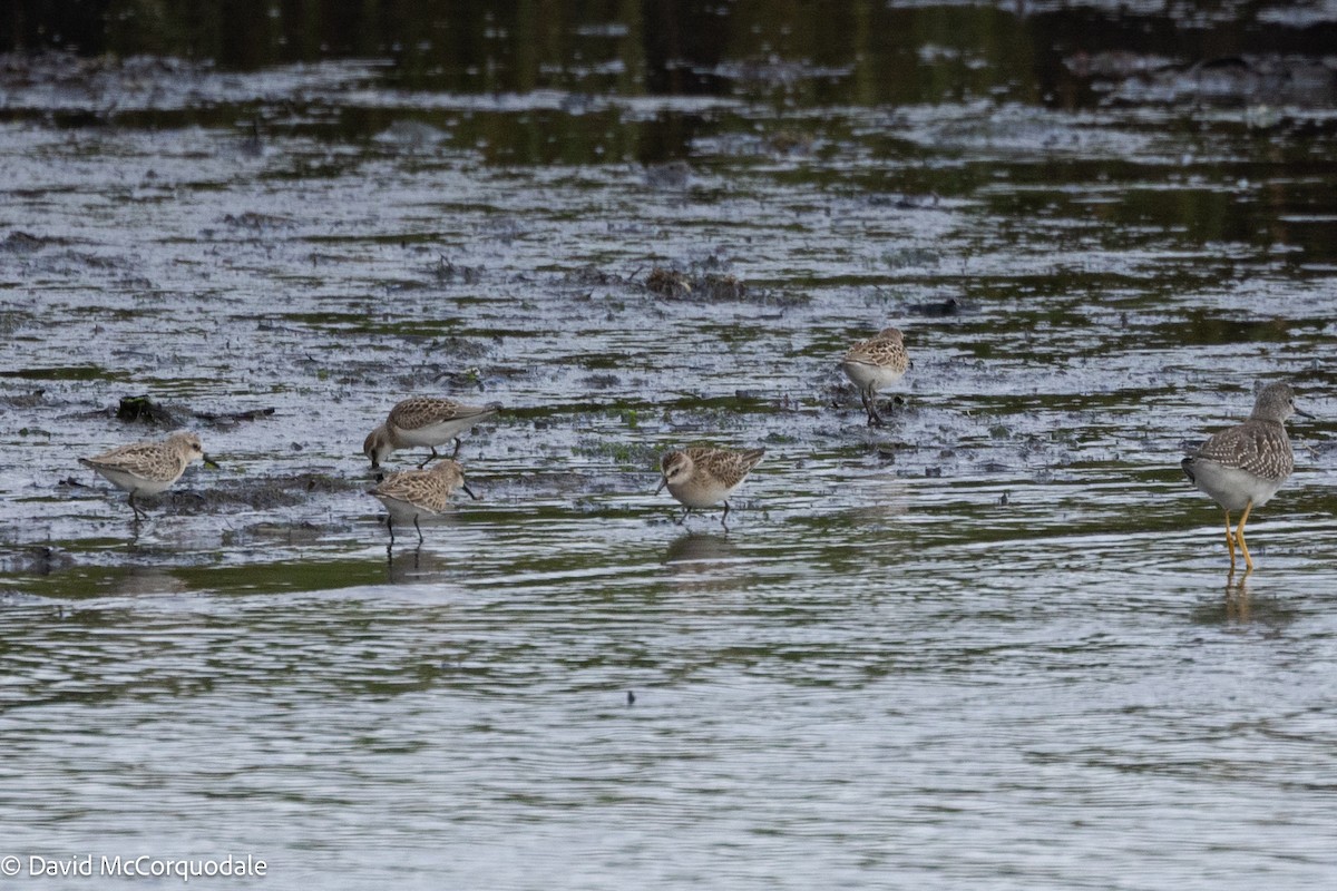 Semipalmated Sandpiper - ML641047568