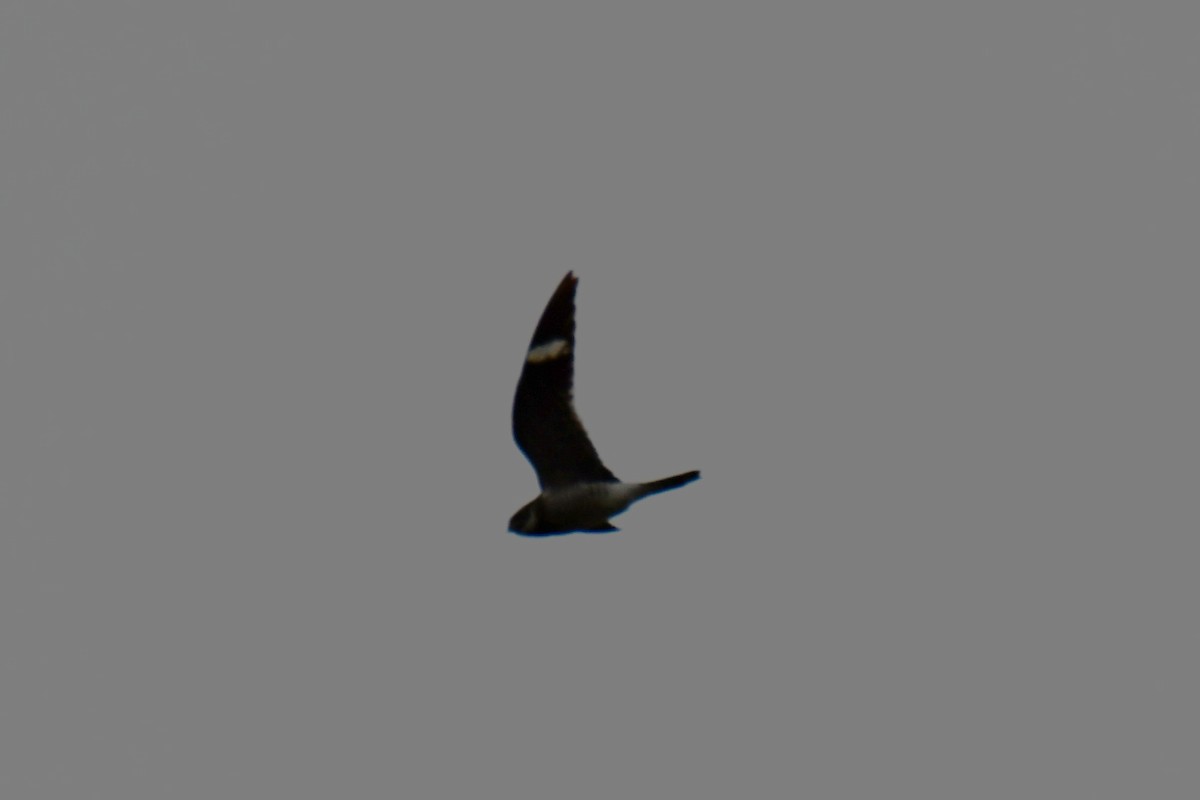 Common Nighthawk - ML641047586