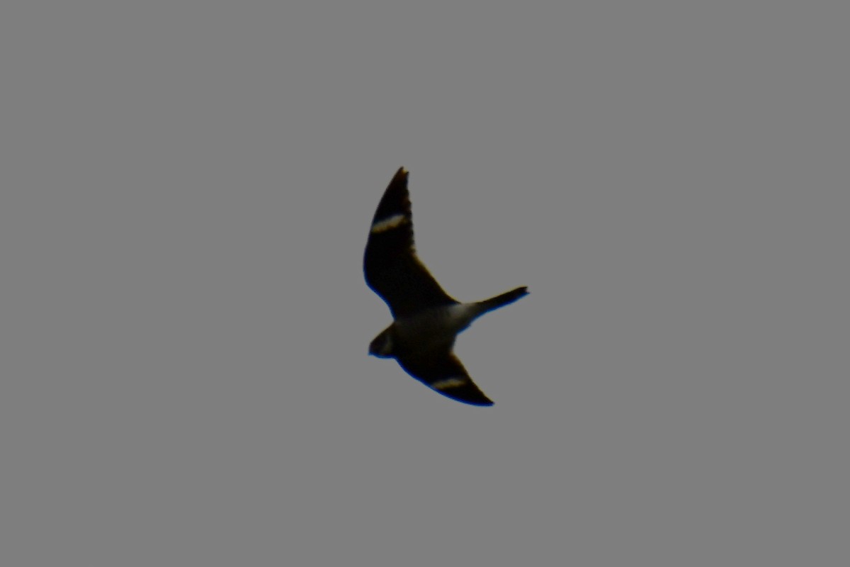 Common Nighthawk - ML641047587