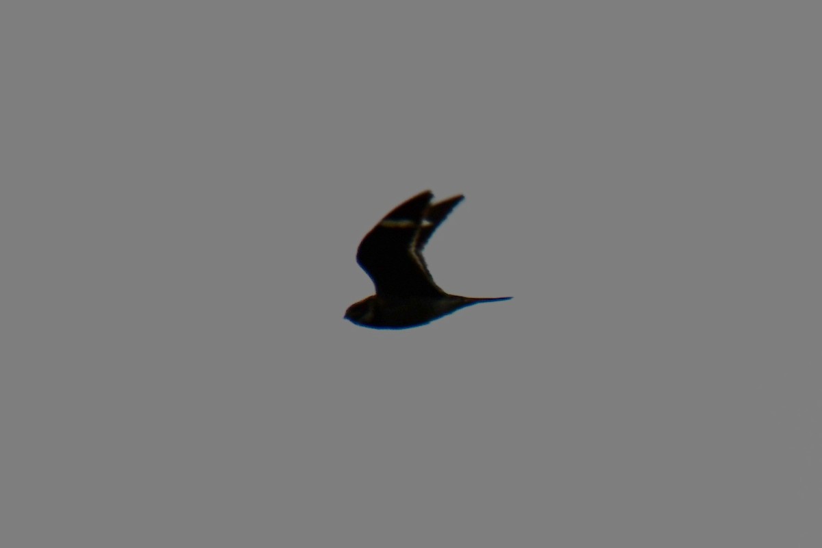 Common Nighthawk - ML641047588