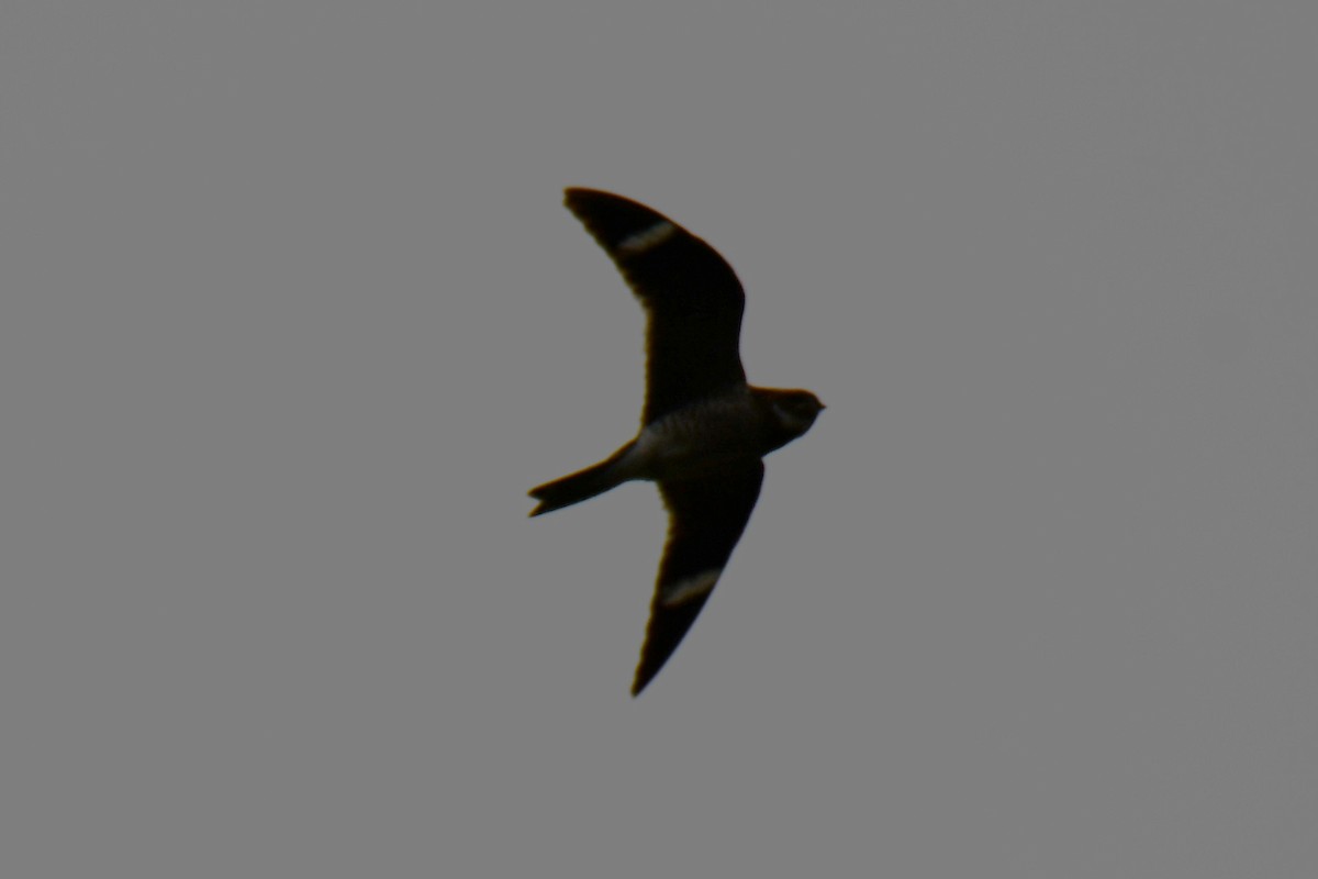 Common Nighthawk - ML641047589