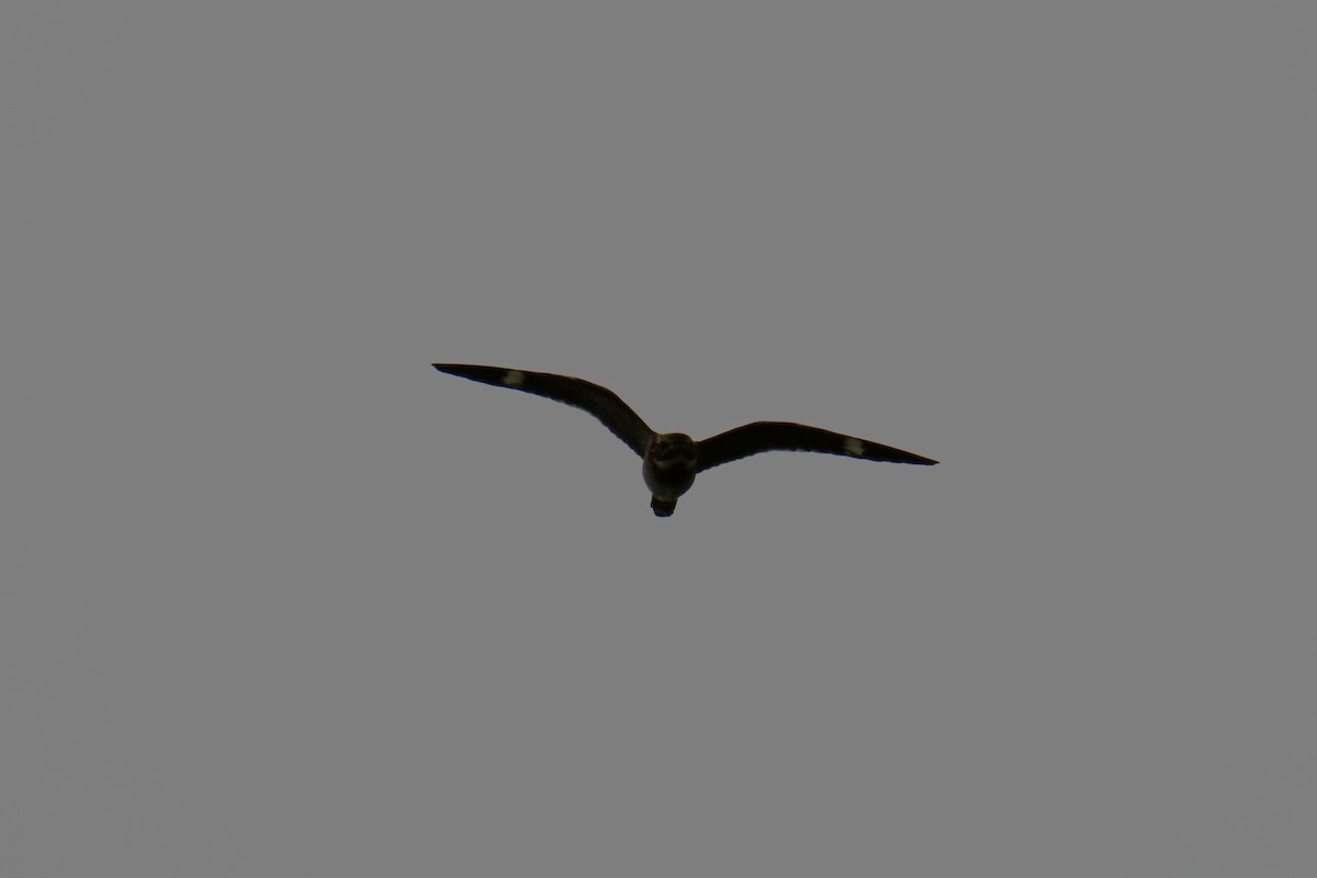 Common Nighthawk - ML641047590