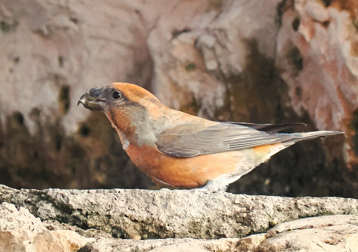 Red Crossbill - ML641047610