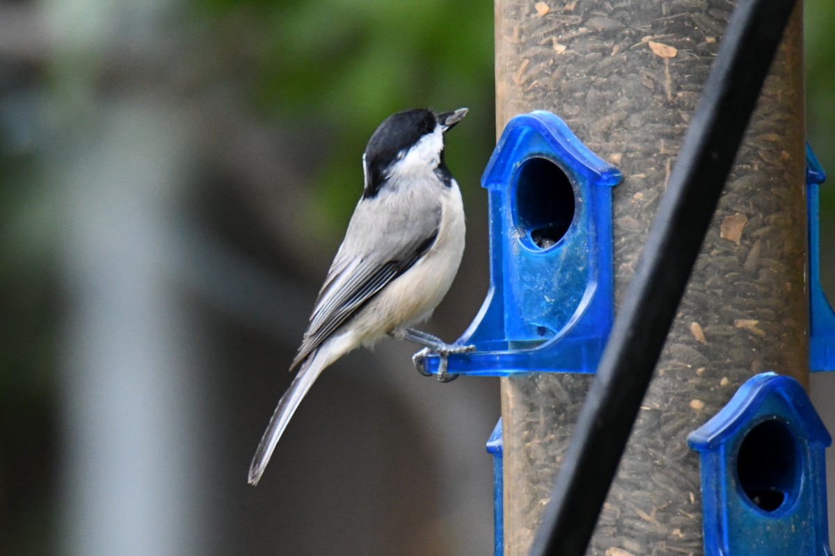 Carolina Chickadee - ML641047621