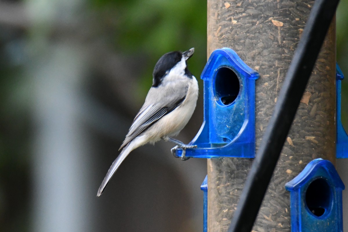 Carolina Chickadee - ML641047622
