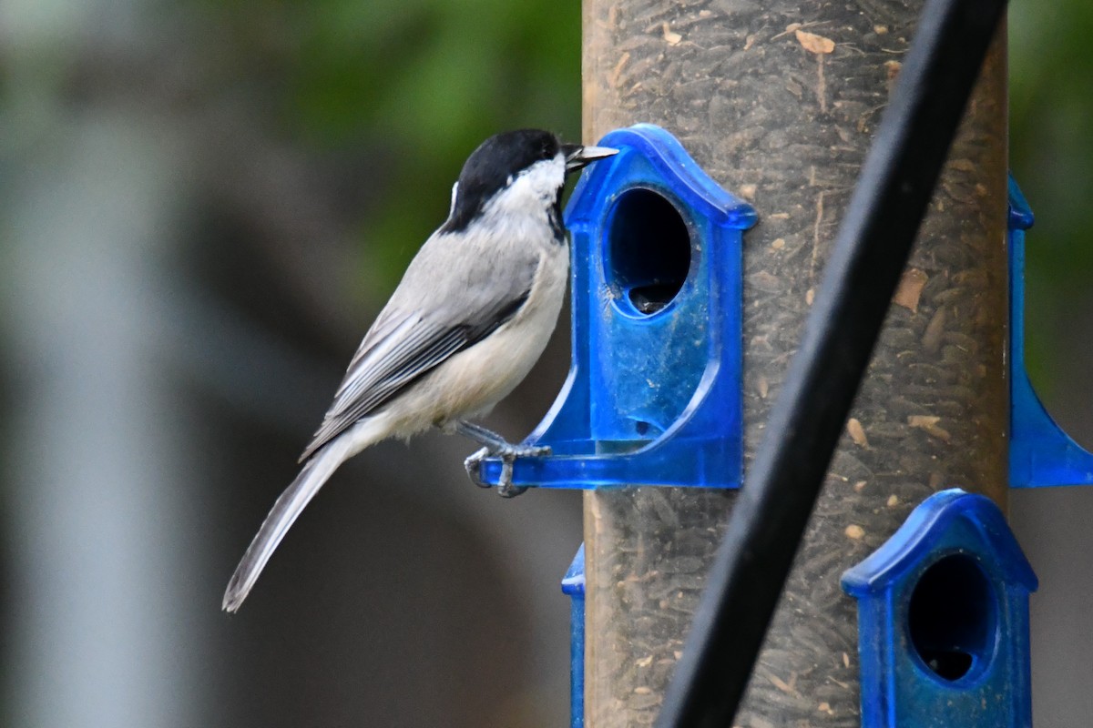Carolina Chickadee - ML641047623