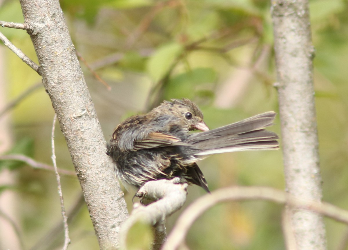 Dark-eyed Junco - ML641047655