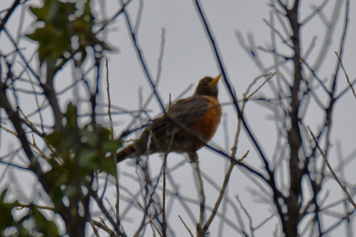 American Robin - ML641047661