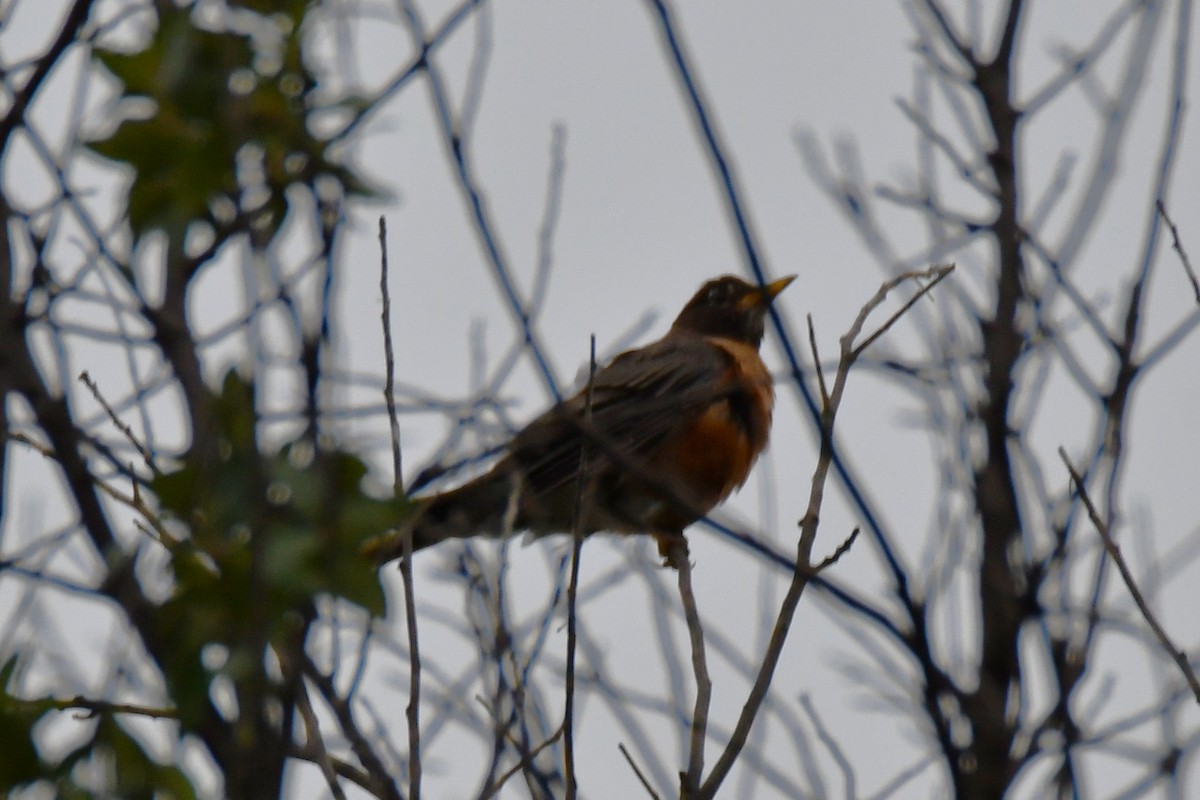 American Robin - ML641047662