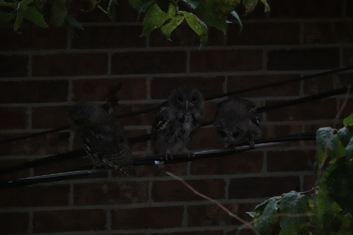 Eastern Screech-Owl - ML641047665