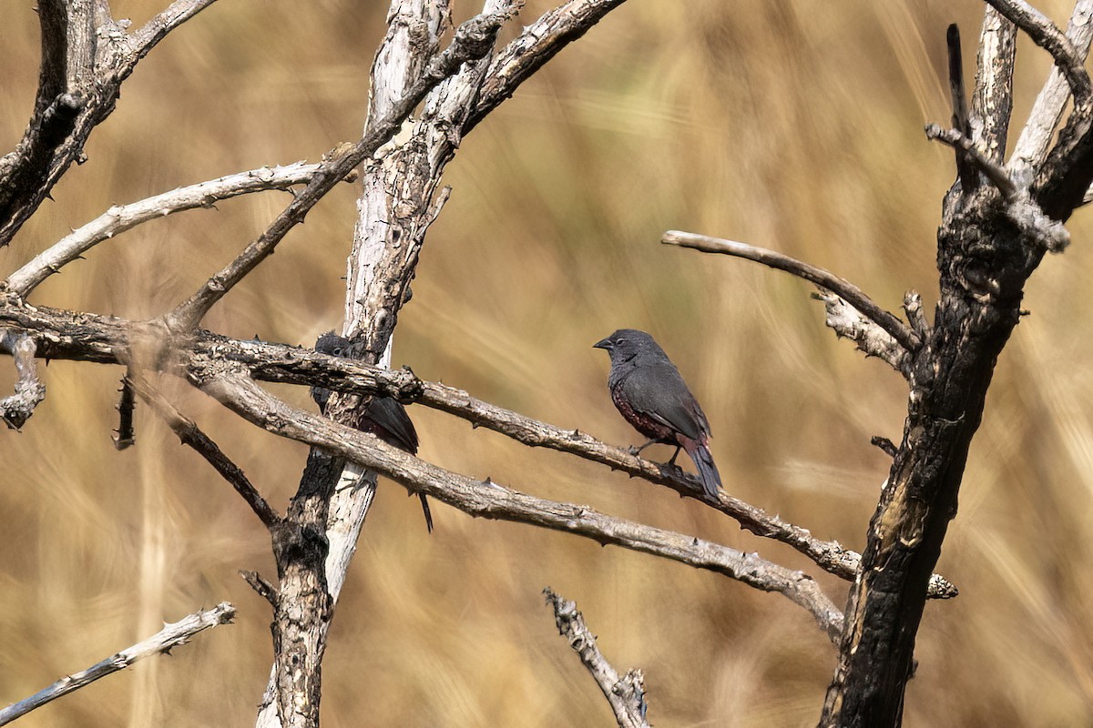 Dusky Twinspot (Angola) - ML641047680
