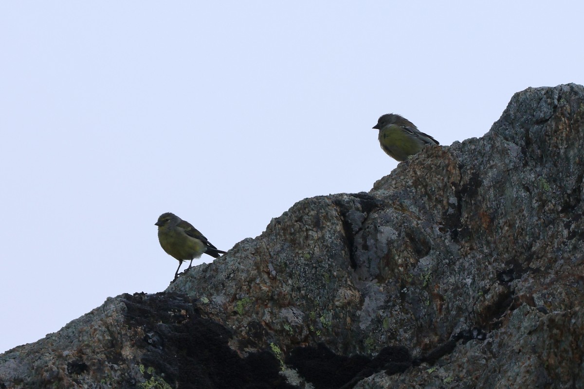 Corsican Finch - ML641047746