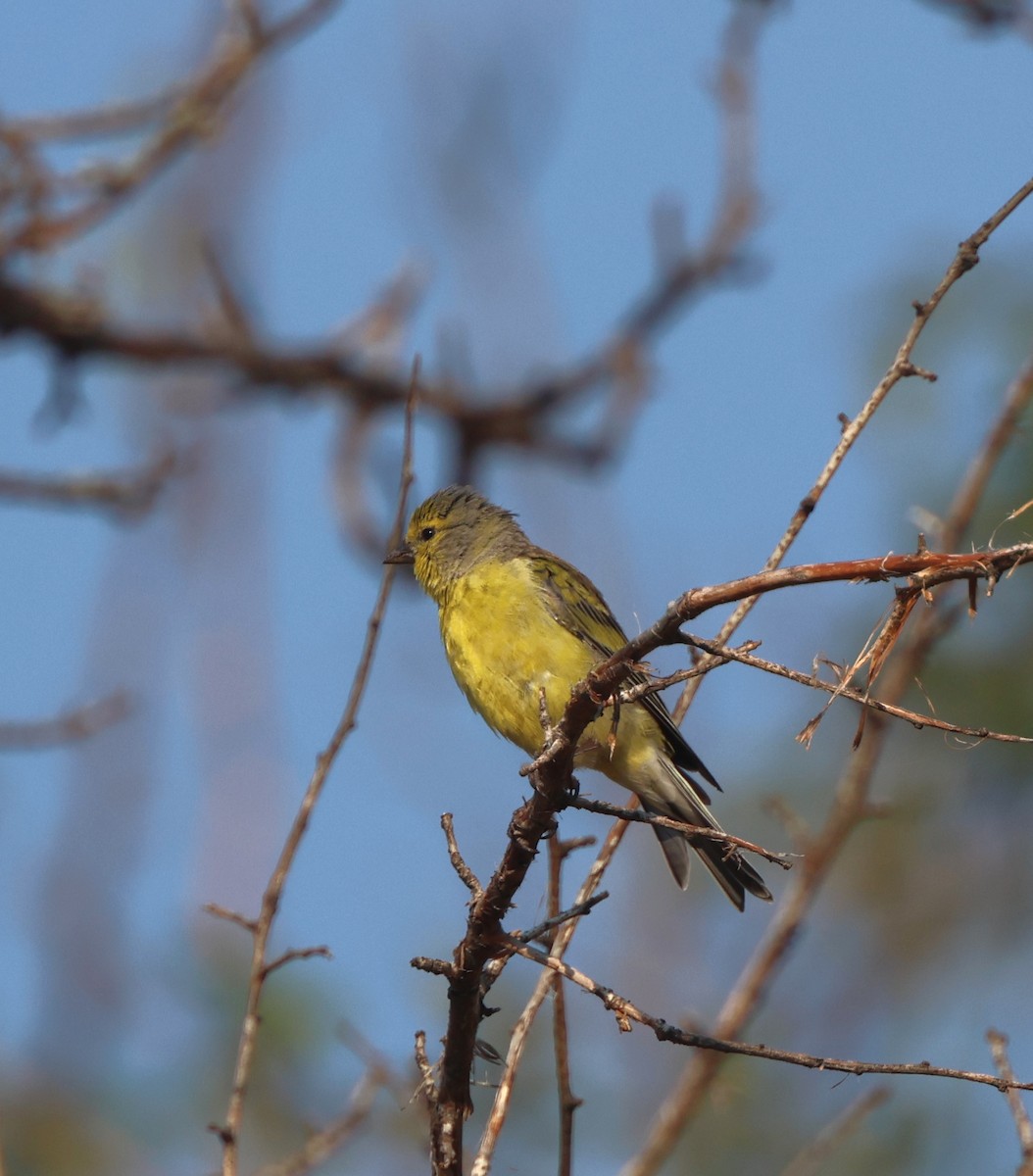 Corsican Finch - ML641047747