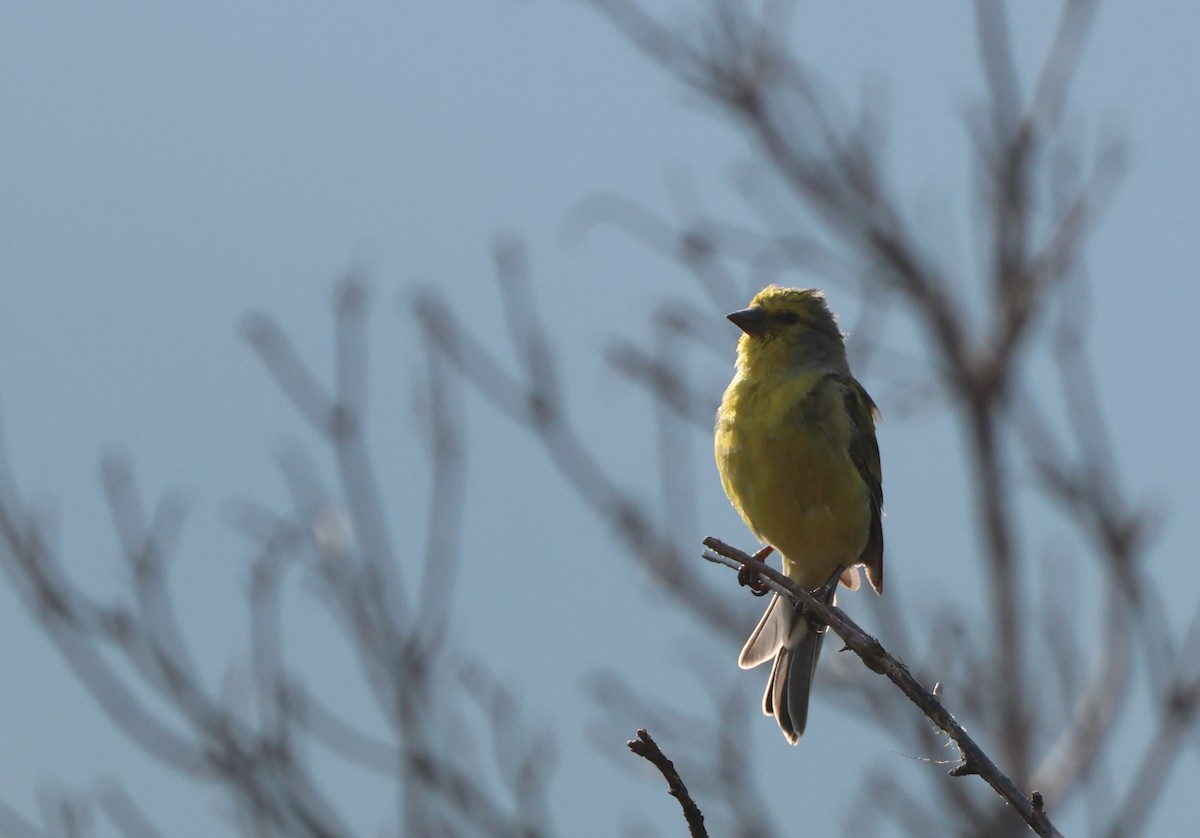 Corsican Finch - ML641047748