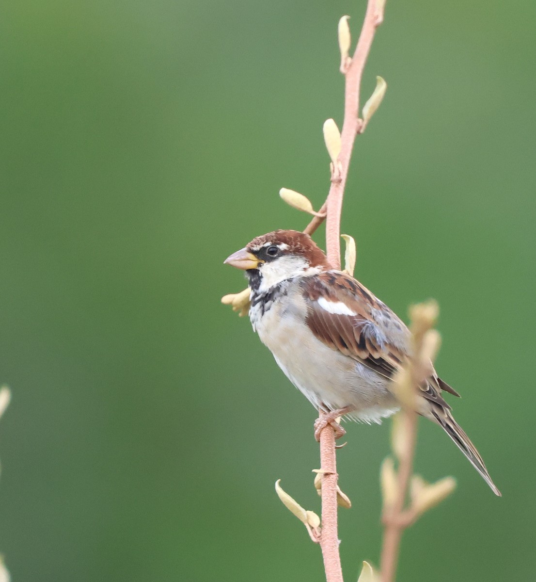 Italian Sparrow - ML641047780