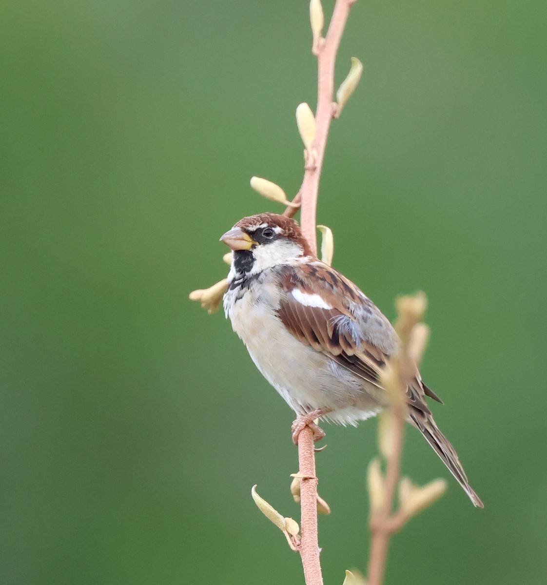 Italian Sparrow - ML641047781