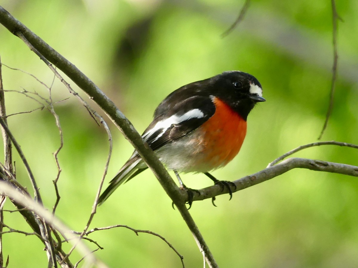 Scarlet Robin - ML641047782