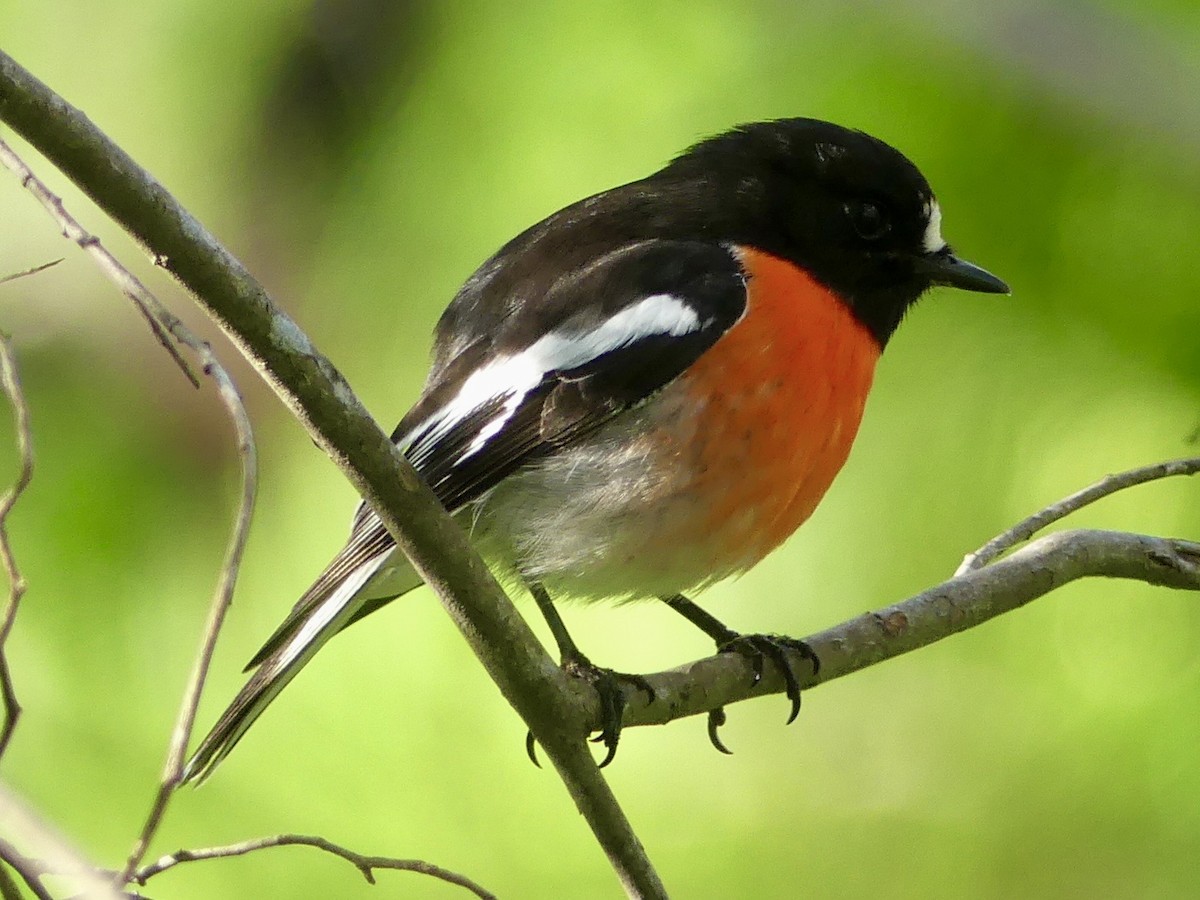 Scarlet Robin - ML641047783