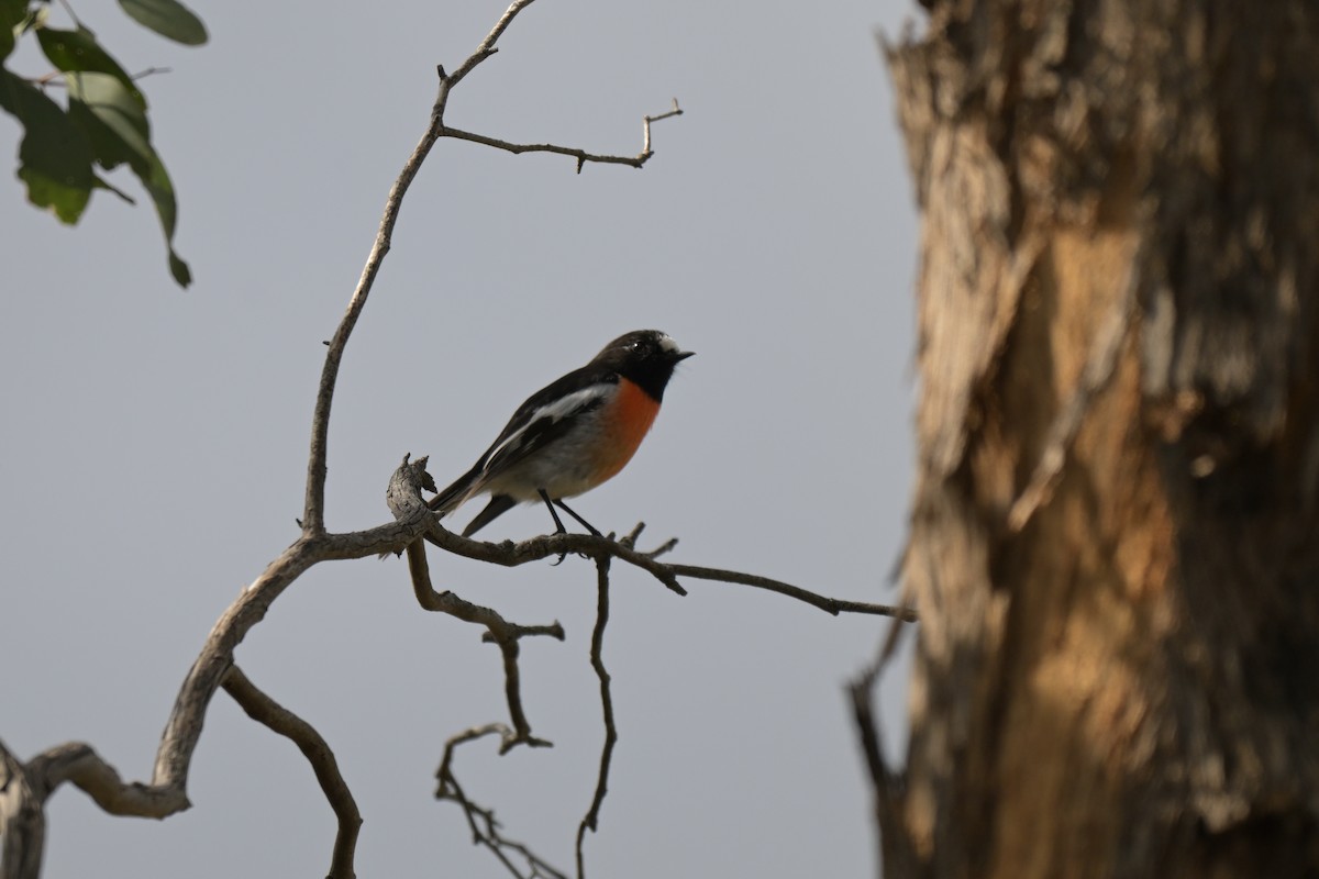 Scarlet Robin - ML641047795