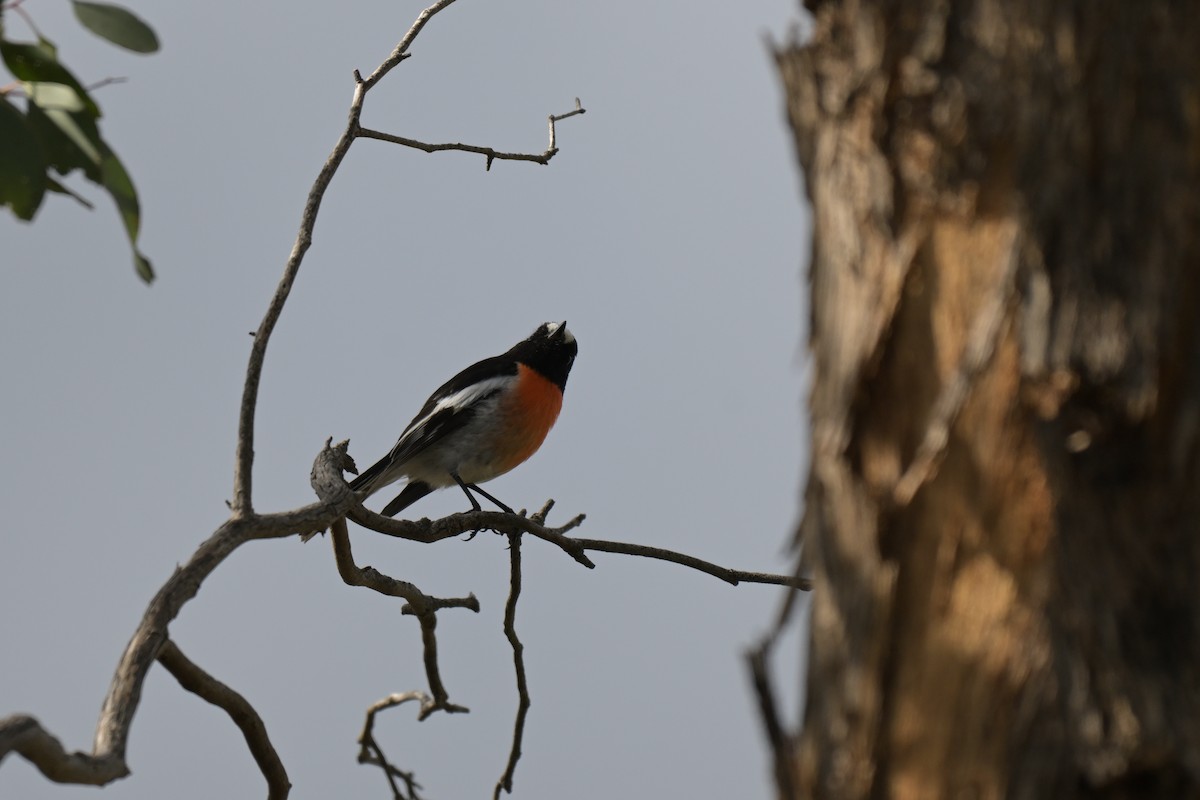 Scarlet Robin - ML641047796