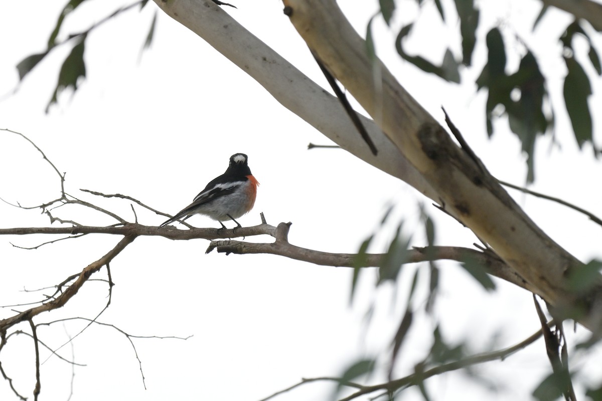 Scarlet Robin - ML641047797