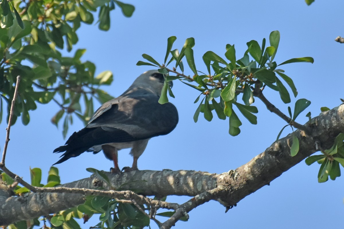 Mississippi Kite - ML641047801